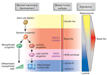 intrinsic subtypes of breast cancer